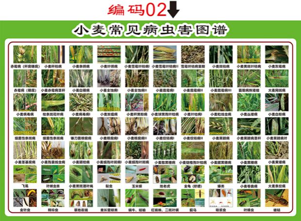 粮食作物小麦玉米水稻常见病虫害图谱海报pp背胶贴纸定制乳白色水稻50