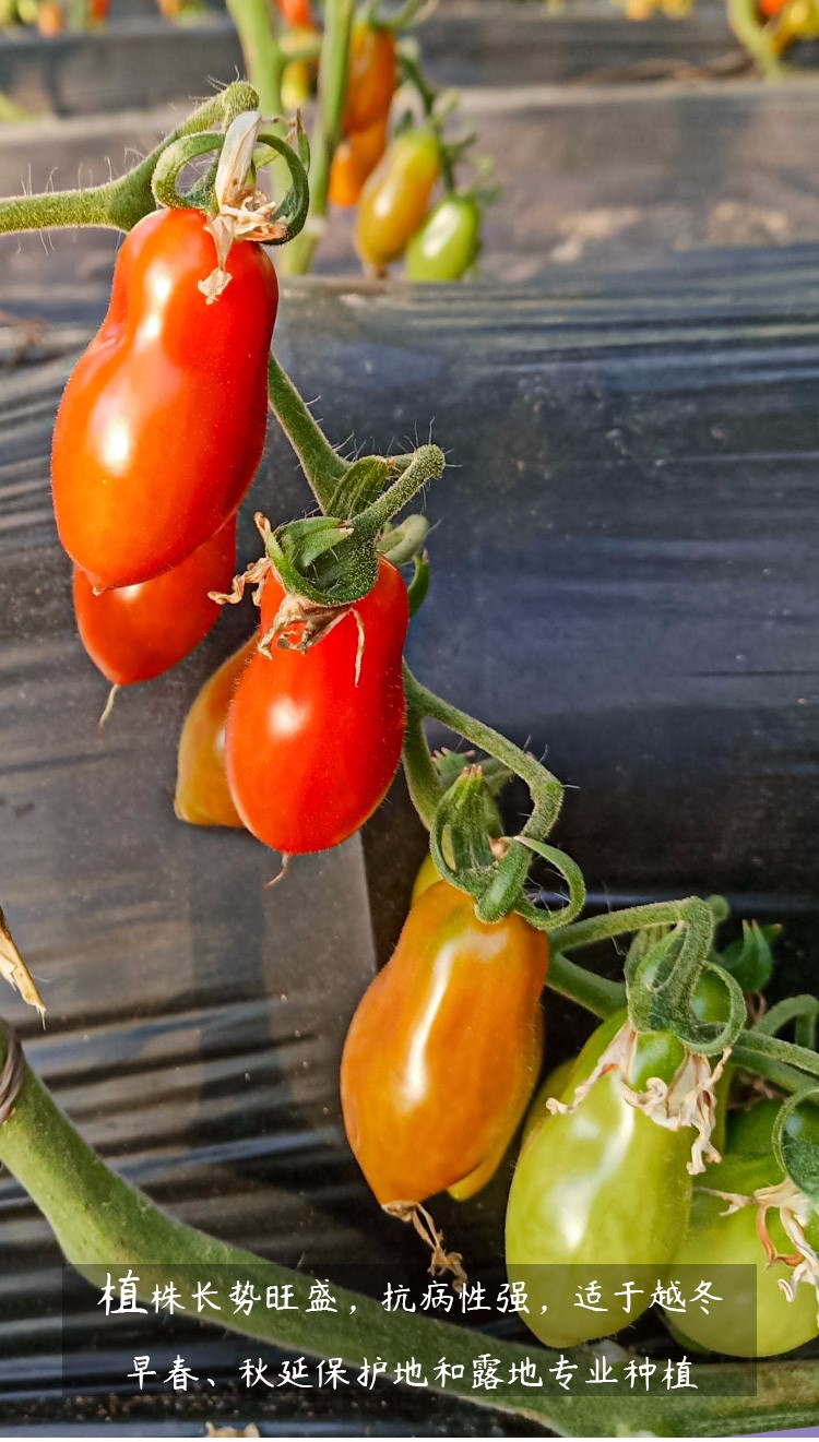 寿禾花生柿子种子小番茄苗西红柿圣女果盆栽红果经典花生柿子种子10粒