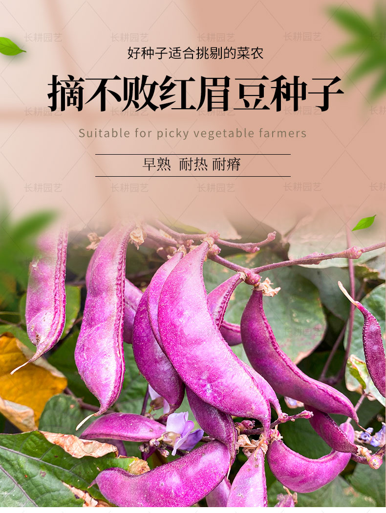 长耕摘不败红眉豆种子苗高产豆角紫扁豆种籽农家南方种春四季蔬菜种孑