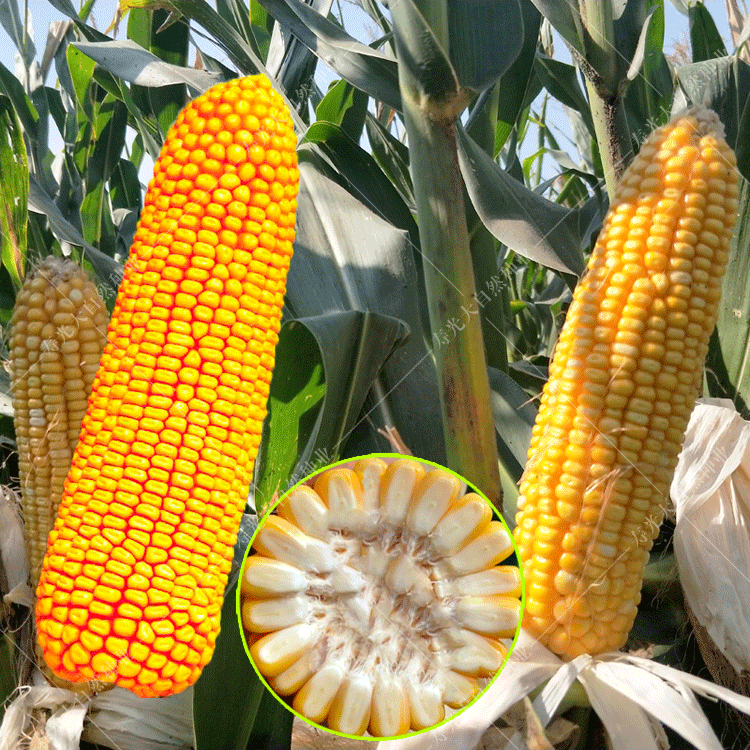 大田青贮饲料玉米种子郑单958浚单20杂交不包衣高产抗旱耐涝实验郑单