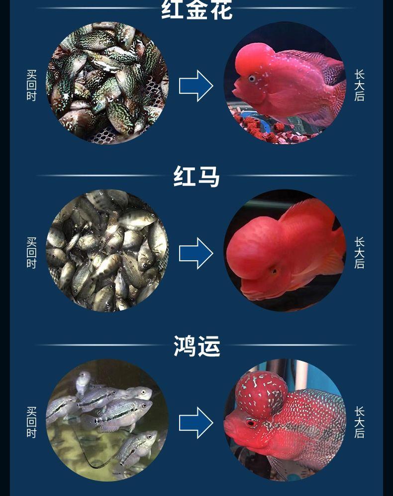 罗汉鱼鱼苗活体起头大苗红马观赏鱼小鱼好养活招财德萨亚成火凤凰帝王