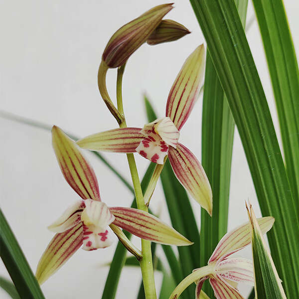 麦桑荷带多花建兰黄金彩虹锦艺金边叶艺四季兰花卉绿植物带花苞黄金