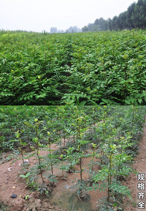 花椒苗花椒树苗大红袍藤椒盆栽地栽食用阳台当年结果食用青花椒小苗