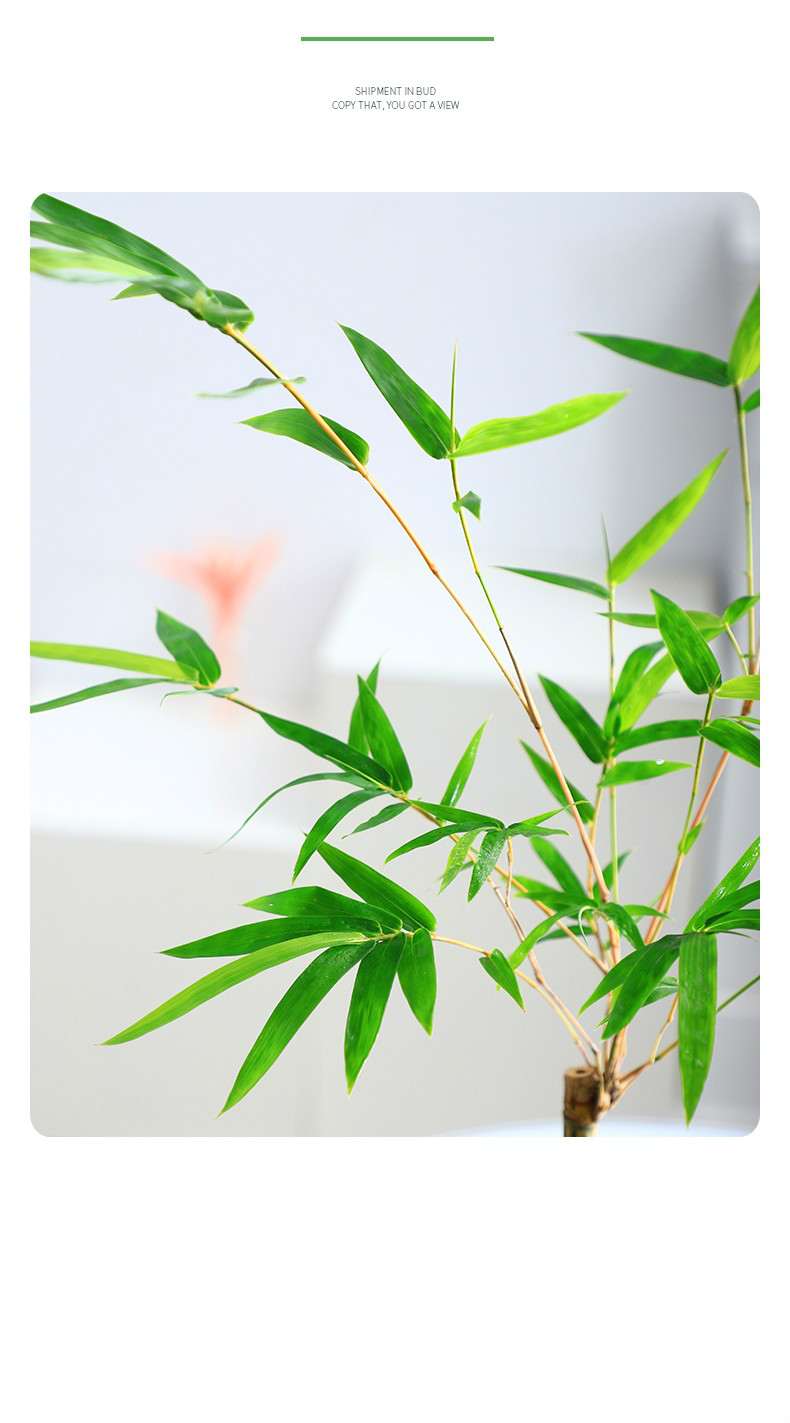 小琴丝竹玻璃瓶水培植物室内竹子盆栽花卉马醉木水养绿植带根好养 小