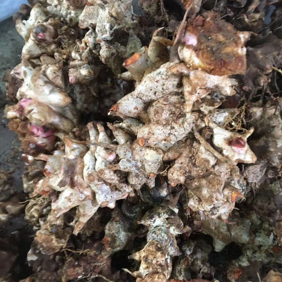 野生金刚藤菝葜铁夌角金刚根马加簕新鲜500克 500g【图片 价格 品牌