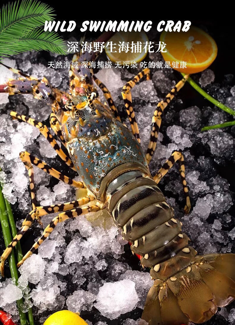 海捕锦绣大花龙虾 大龙虾 澳洲龙虾 高端海鲜 海捕