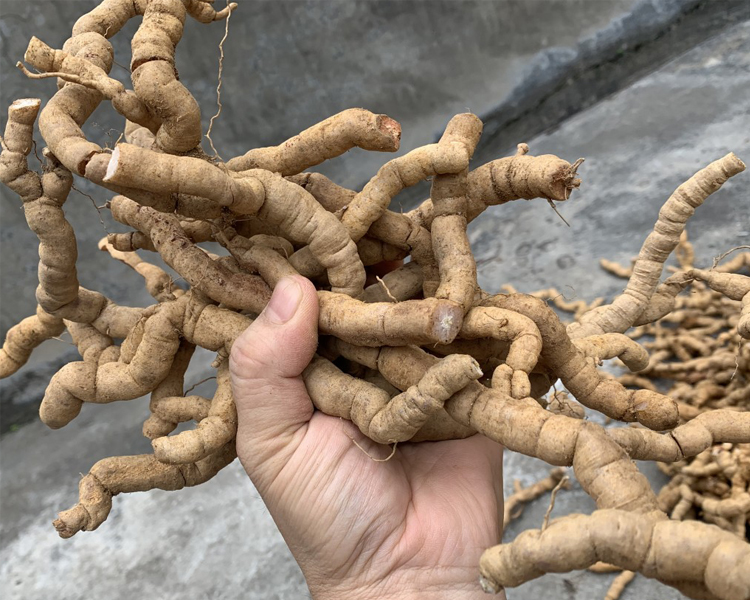 新鲜精选巴戟天中药材无硫干净特级巴戟凤眼根非野生鸡肠风剪好干净鲜