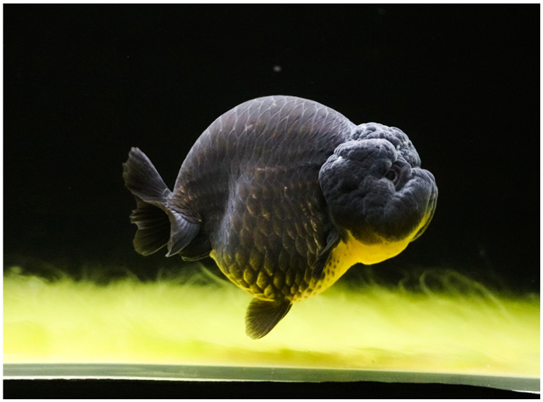 潘式小尾兰寿金鱼活体精品奶牛活鱼观赏鱼冷水小中型鱼苗好养耐活 7-8