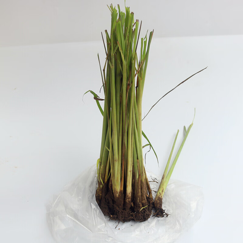 香茅草 带根泰国香茅草带根 含多株柠檬草种子苗种植用香茅秧香茅草苗