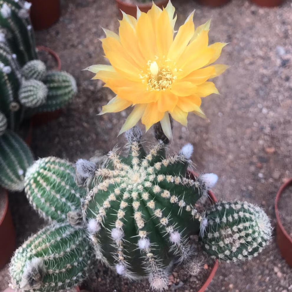 园艺超大黑金刚单头仙人球一物一拍易养室内阳台含盆带土栽好 开黄花