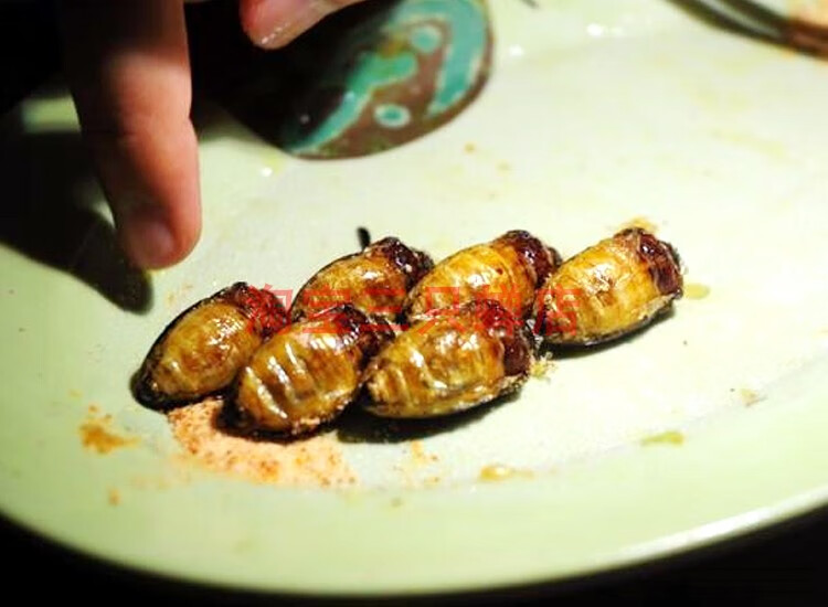 龙虱美味虫子东北水老鳖大金边鳖盖虫水龟子食用昆虫大射尿龟 椒盐