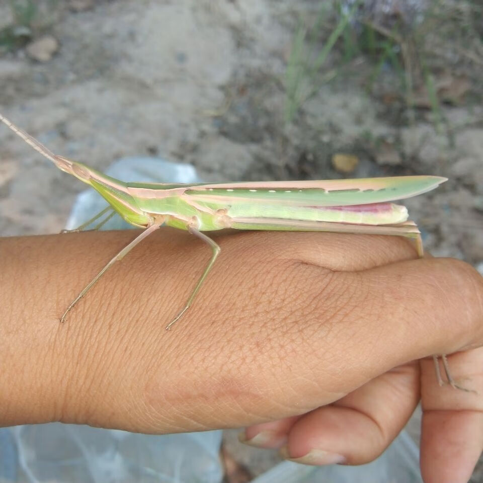 中华剑角蝗活虫尖头大蚂蚱绿蚂蚱儿童玩具礼物宿舍寝室昆虫异宠物