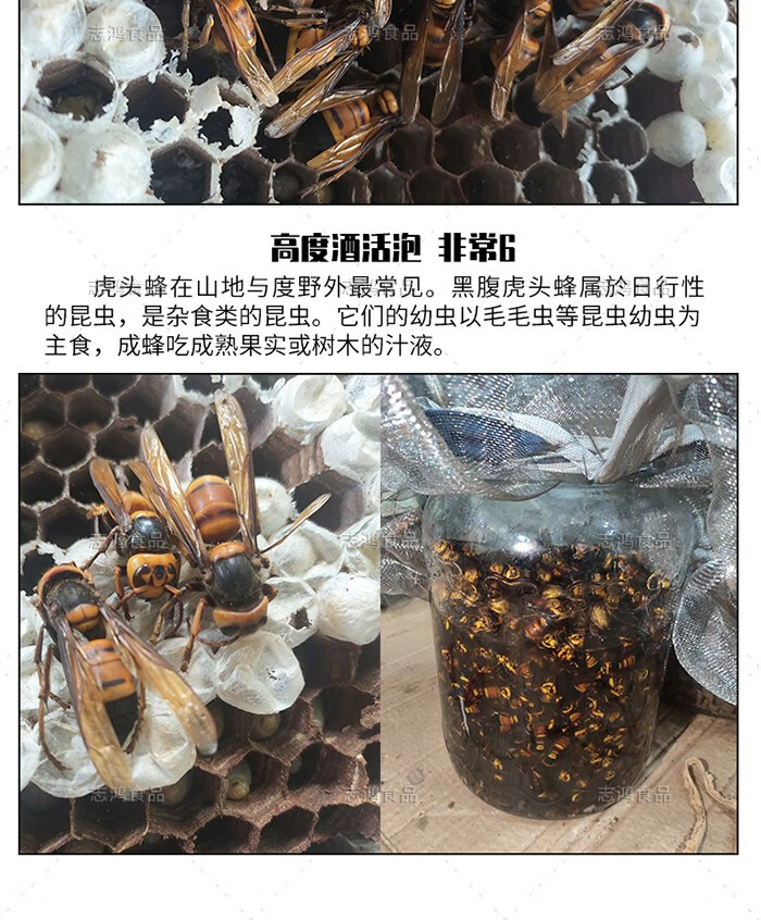 广西野生虎头蜂黑尾红娘大胡蜂大马蜂黄蜂200只 红色 0只 红色【图片