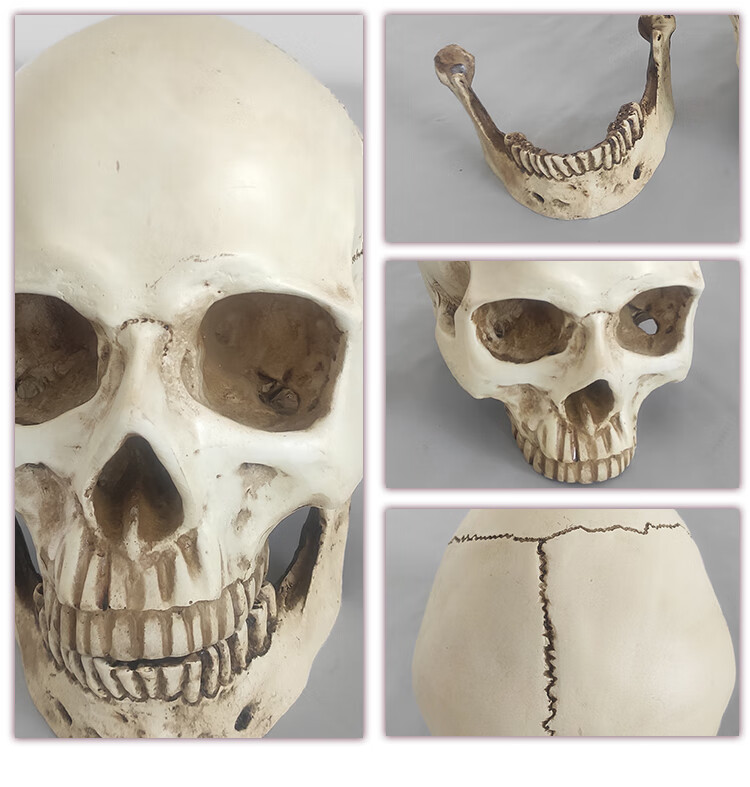 人体头骨带颈椎模型彩色白色骷髅头 头颅骨 骨骼美术素描 万圣洁小