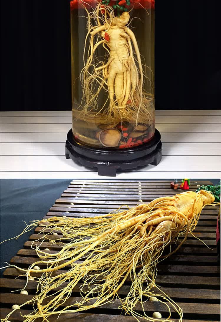 同仁堂材料东北特产长白山人参野山参鲜参煲汤泡酒人参正宗保鲜参泡酒