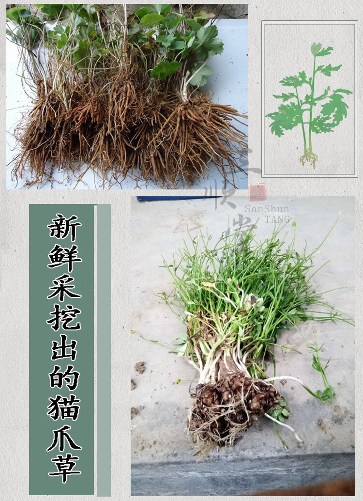有仁堂猫爪草新货 猫抓草散结中药材猫瓜草淋巴500g克 图片色【图片