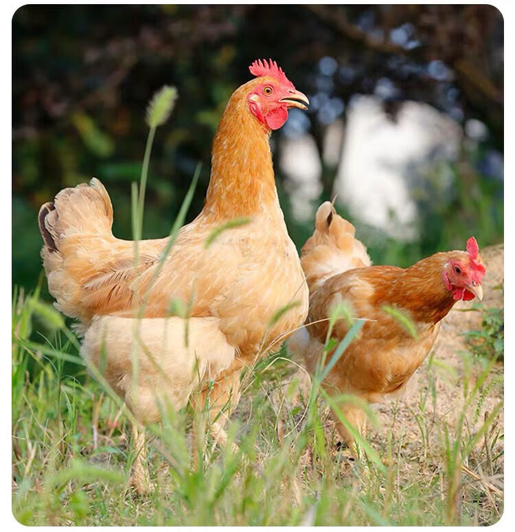 童子鸡鲜嫩散养三黄鸡精修新鲜整鸡批发精选整鸡去头去爪散养鸡一只
