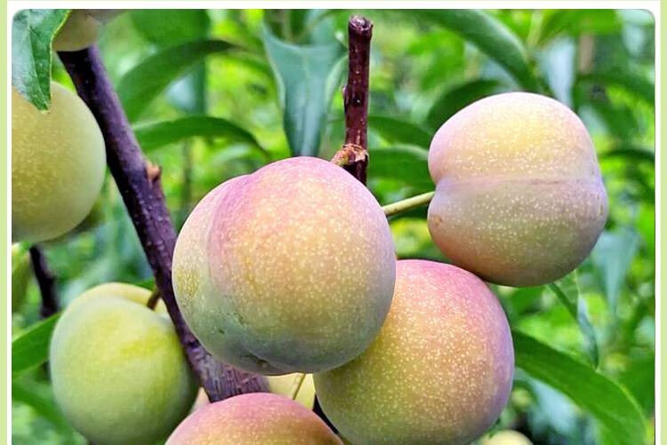 青红脆李 四川脆李子新鲜水果半边红脱骨李子脆甜红李整箱 1斤【尝鲜