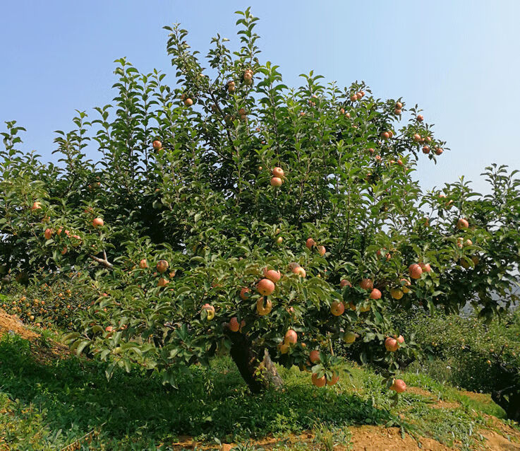 10斤装 东北国光苹果正宗果光水果批发新鲜红富士小苹果13海棠果 15年