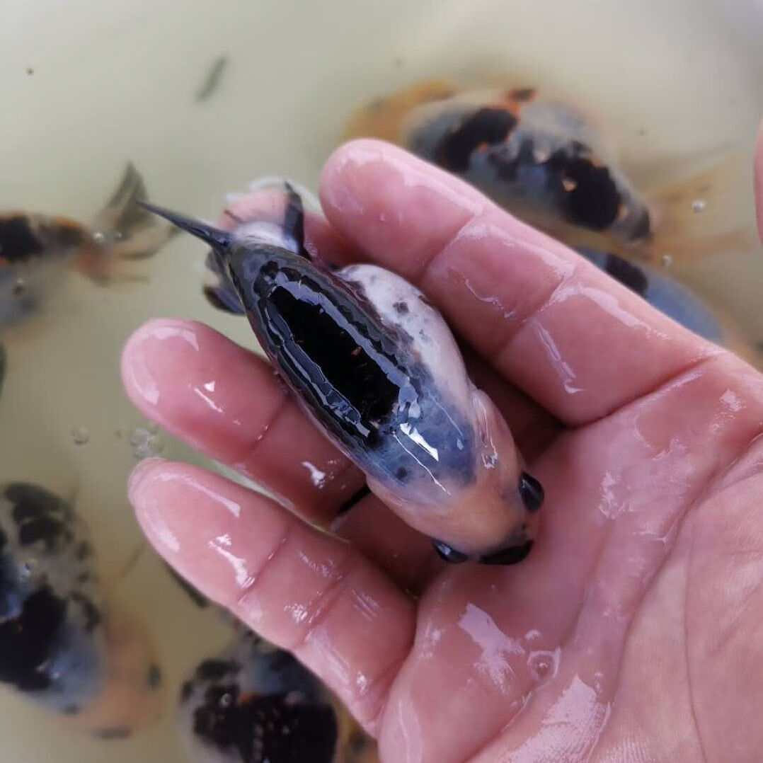 水墨重墨兰寿金鱼活体鱼苗观赏鱼冷水鱼淡水鱼活体宠物渔场直销水墨89