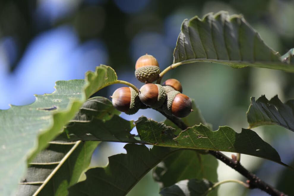 伏牛山橡子粉择子粉新货食用营养豆腐柴叶橡实凉粉特产400g 400g