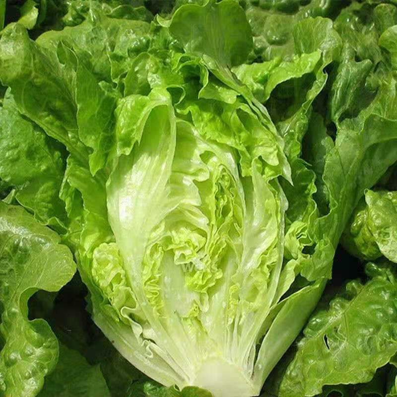 生菜新鲜可生吃青菜菠菜油麦茼蒿上海青香菜批发沙拉火锅组合蔬菜生菜