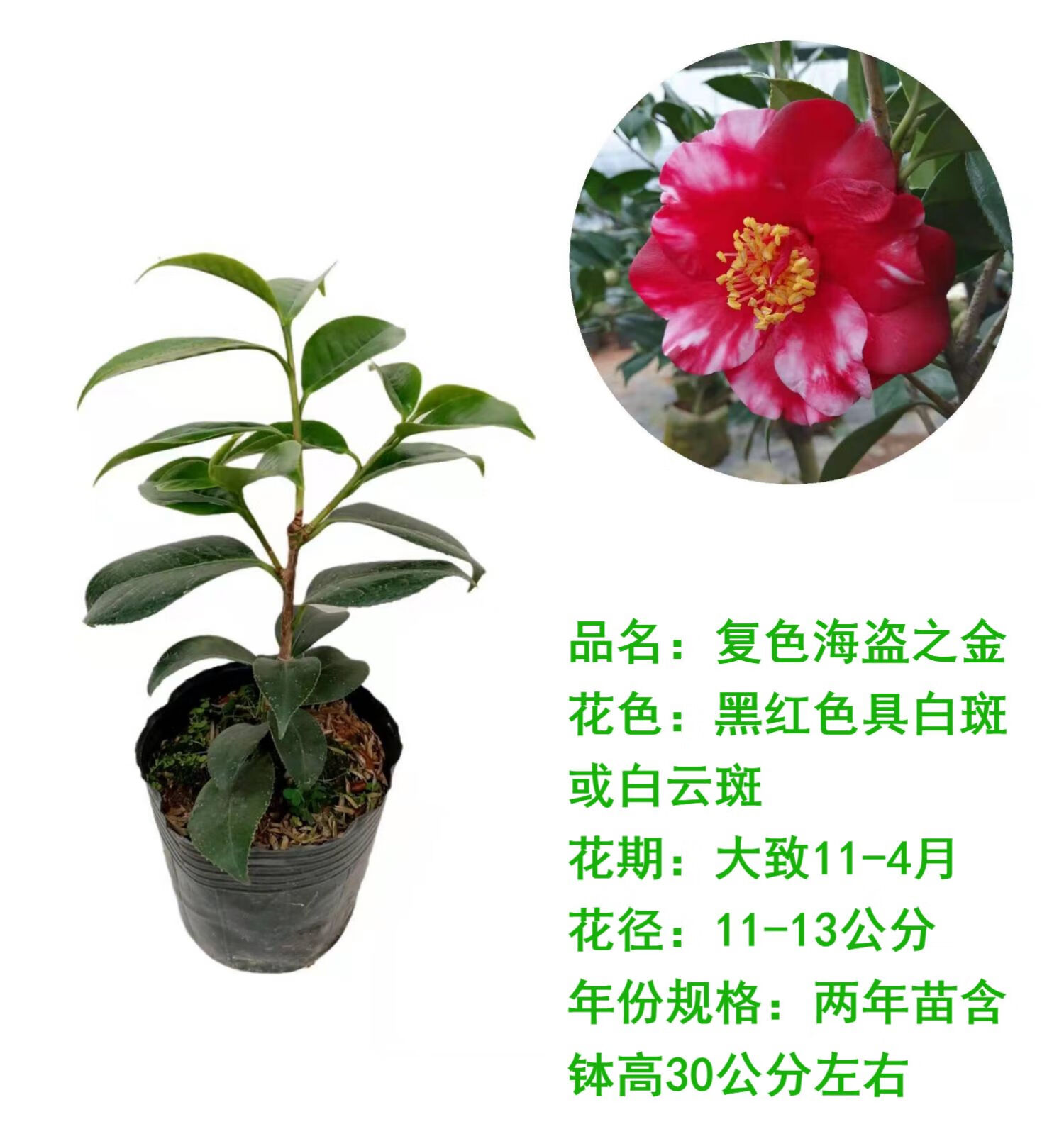 新品名貴茶花陽臺綠植錦上添花吉普賽女郎姚黃魏紫斑水屋戴氏之歌萬道