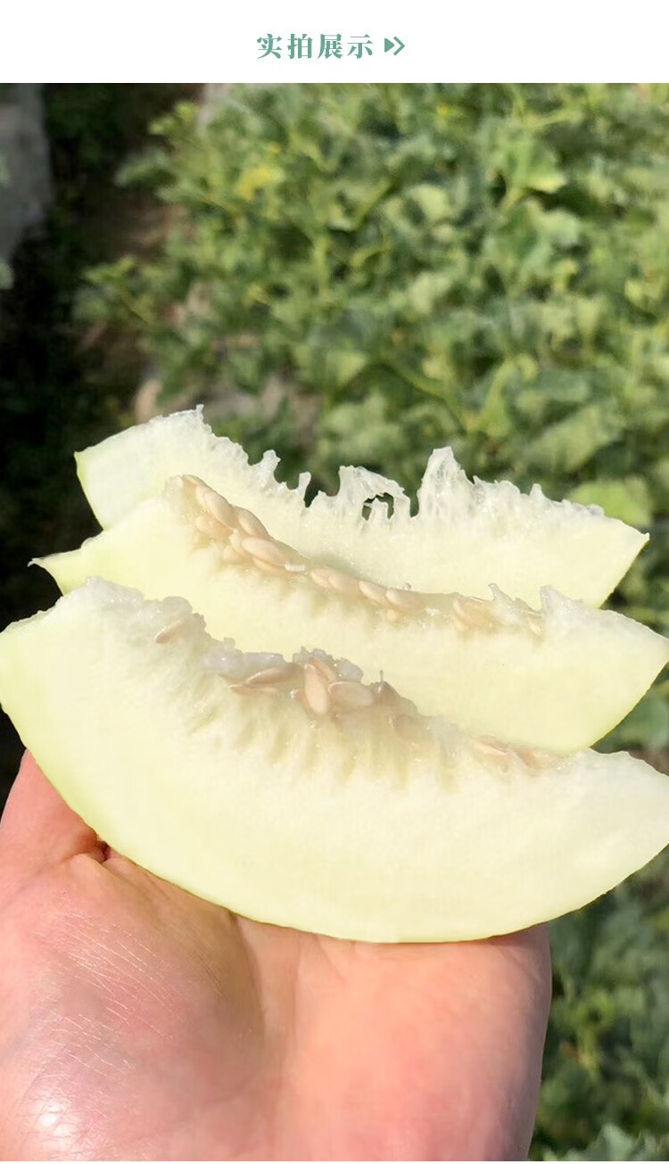 雪奶香甜瓜种子白皮白肉四季种植种籽雪奶香1号甜瓜种子400粒