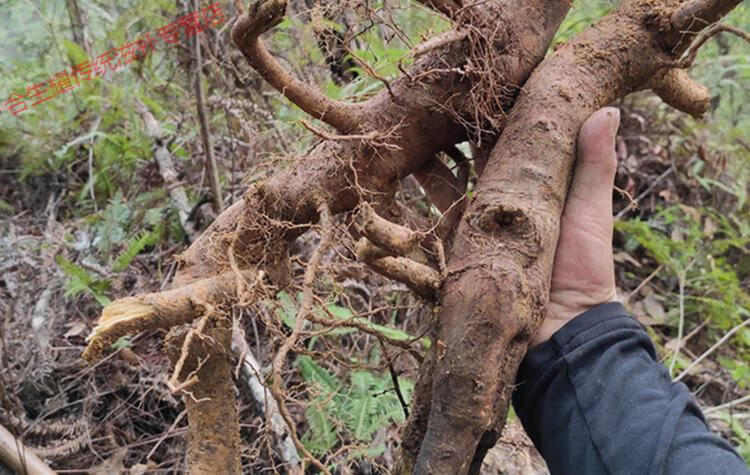 【精选好货】 野外生毛冬青根 根 细叶毛冬青 毛披树根 乌尾丁中药原
