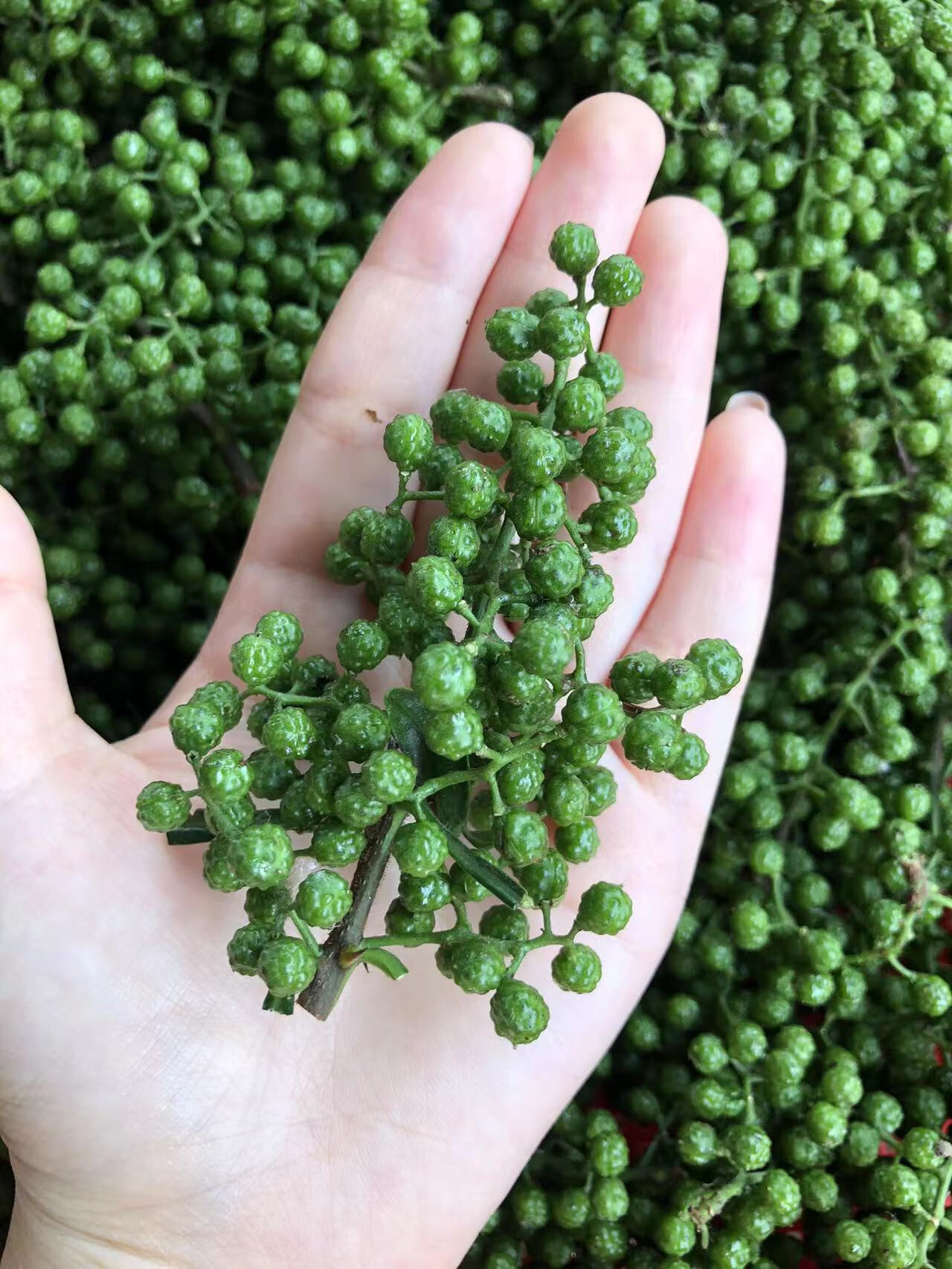 现摘现发新鲜青花椒四川特产青藤椒麻椒带叶鲜花椒食用散装 500g