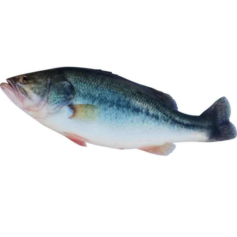 鲈鱼新鲜淡水大口鲈鱼海鲈七星鲈加州鲈鱼新鲜鲈鱼一条鲈鱼活鱼一斤现