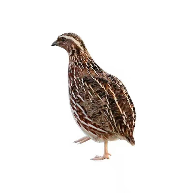 活苗活体天天下蛋繁殖宠物青年半大芦丁鸡蓝活物小型