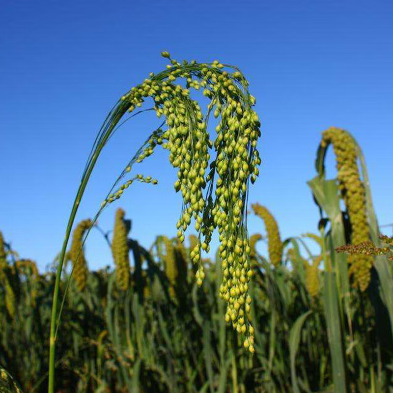 山西大黄米种子带壳糯米谷沁州黄产地软米粽子米扫把笤帚糜子黍子