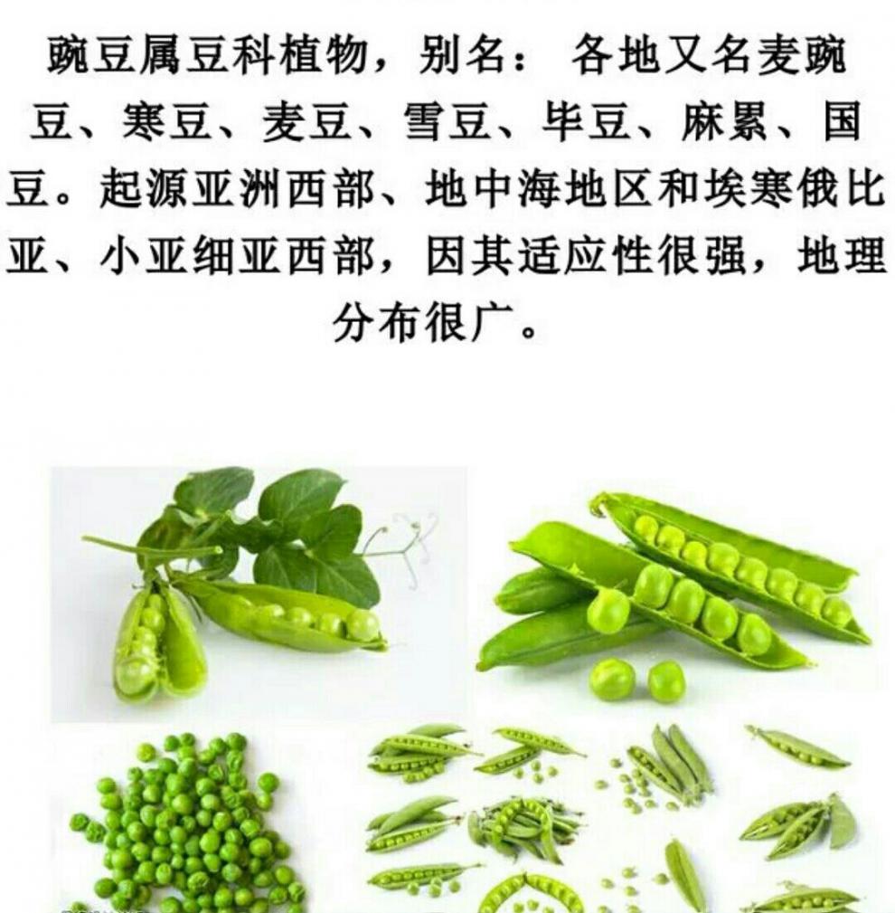 一件甘肃特产干炒麻豆子兰州炒熟灰豆麻豌豆熬粥灰豆麻豆 5斤 干炒麻