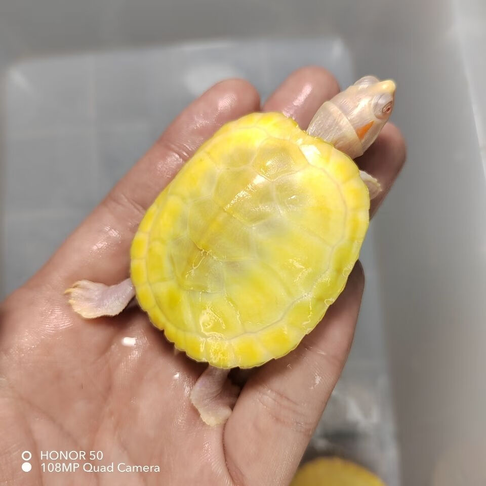 黄金白化巴西龟焦糖黑珍珠变异白化黄化暗红眼观赏巴西活体 4-4.