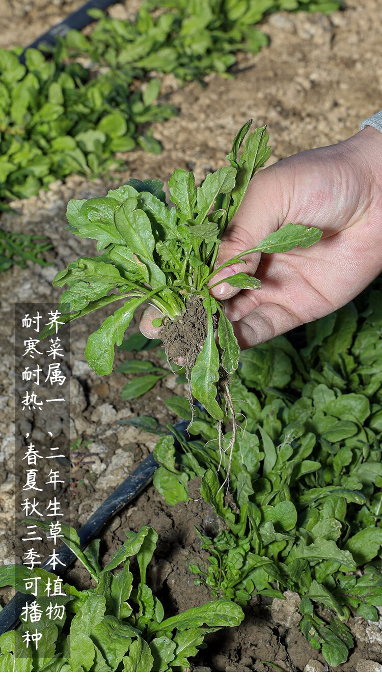 寿禾大叶荠荠菜种子新鲜野生菜籽大叶荠荠菜种子50g简装