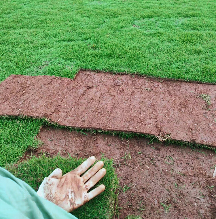 草皮真草坪带泥土地毯果岭草种植别墅花园庭院带土绿化马尼拉草坪