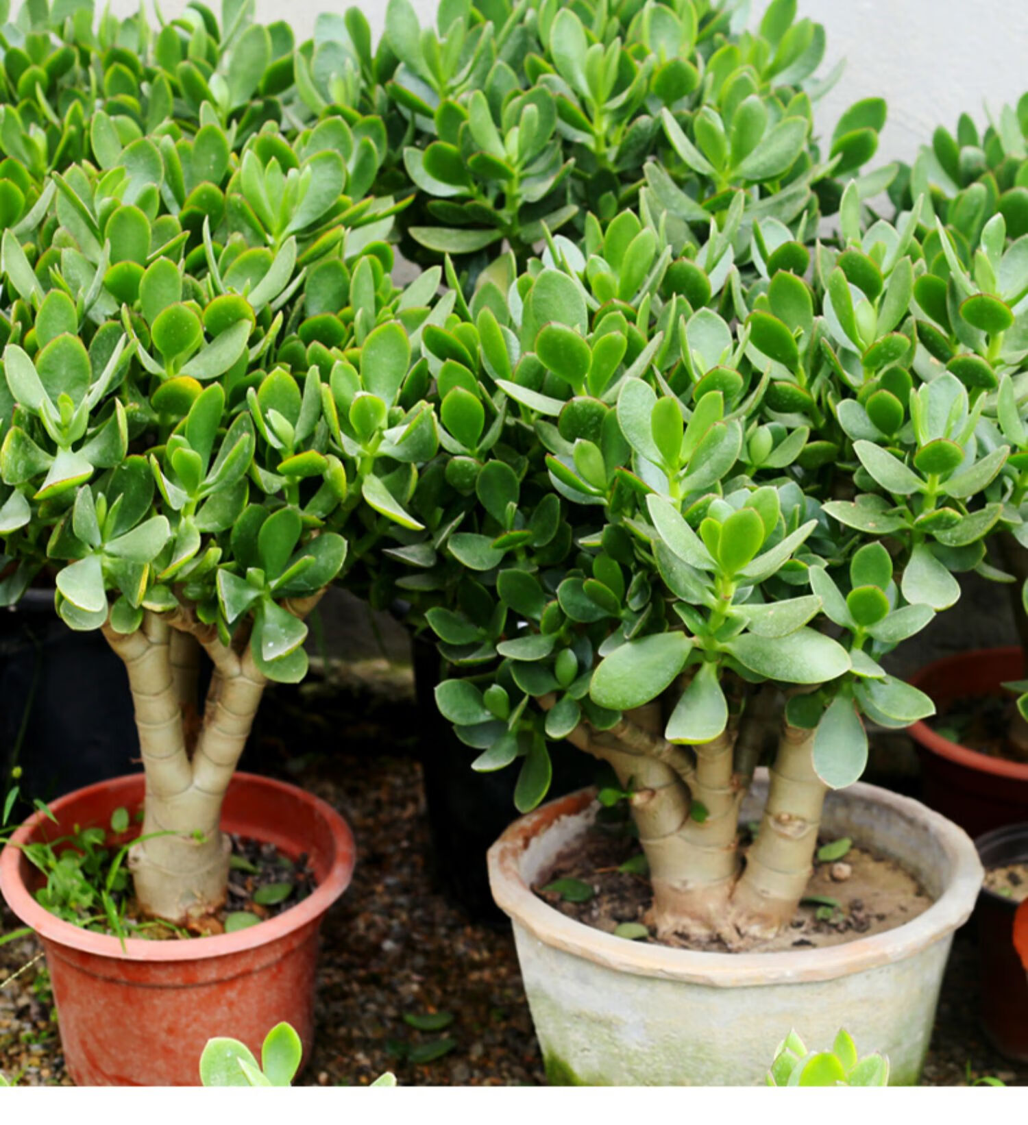 玉树盆栽多肉植物老桩室内四季好养肉肉植物四季常绿绿植 大号蓝鸟