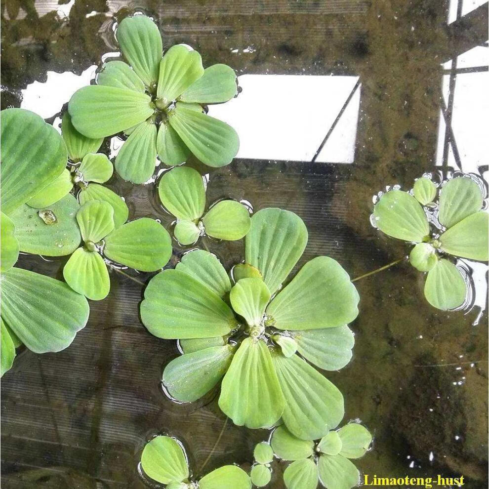 浮性水草水芙蓉水葫芦水培植物大浮萍漂浮性水草绿植花卉水产养殖 水