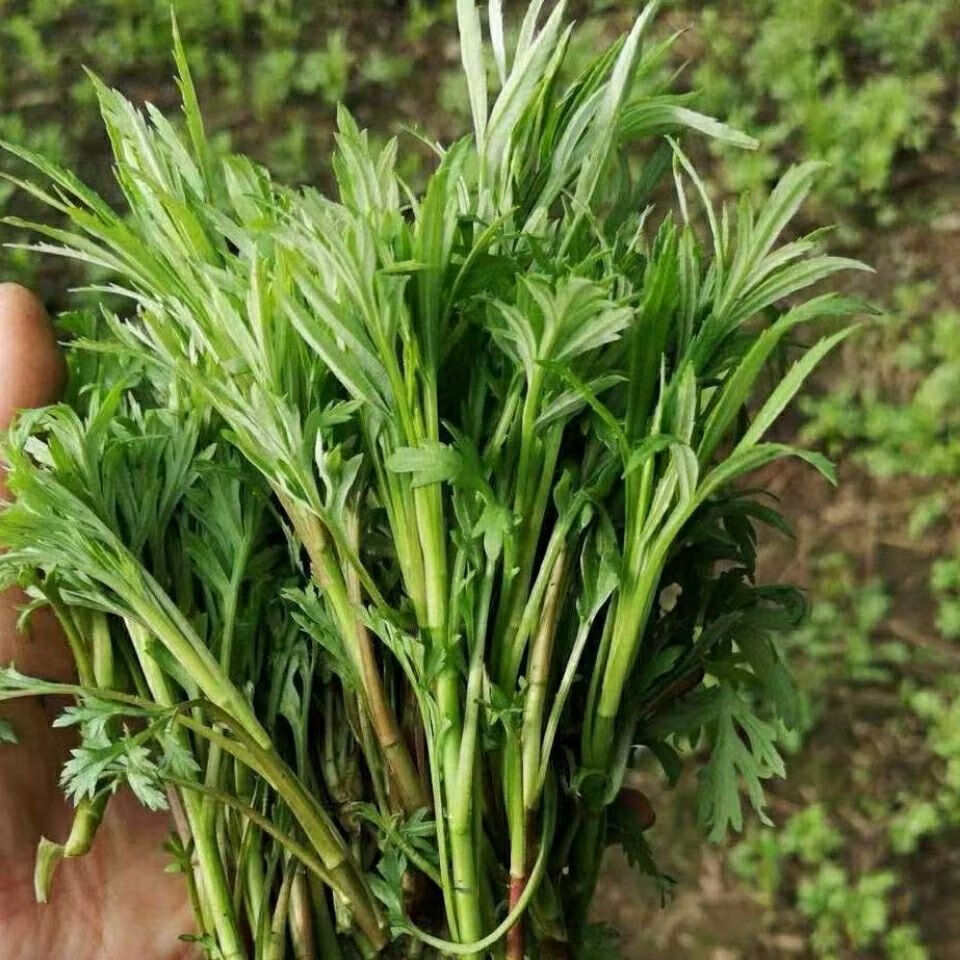 春光岛柳蒿芽速冻山野菜新鲜速冻柳蒿芽 冷冻保鲜东北野菜 蔬菜 柳蒿