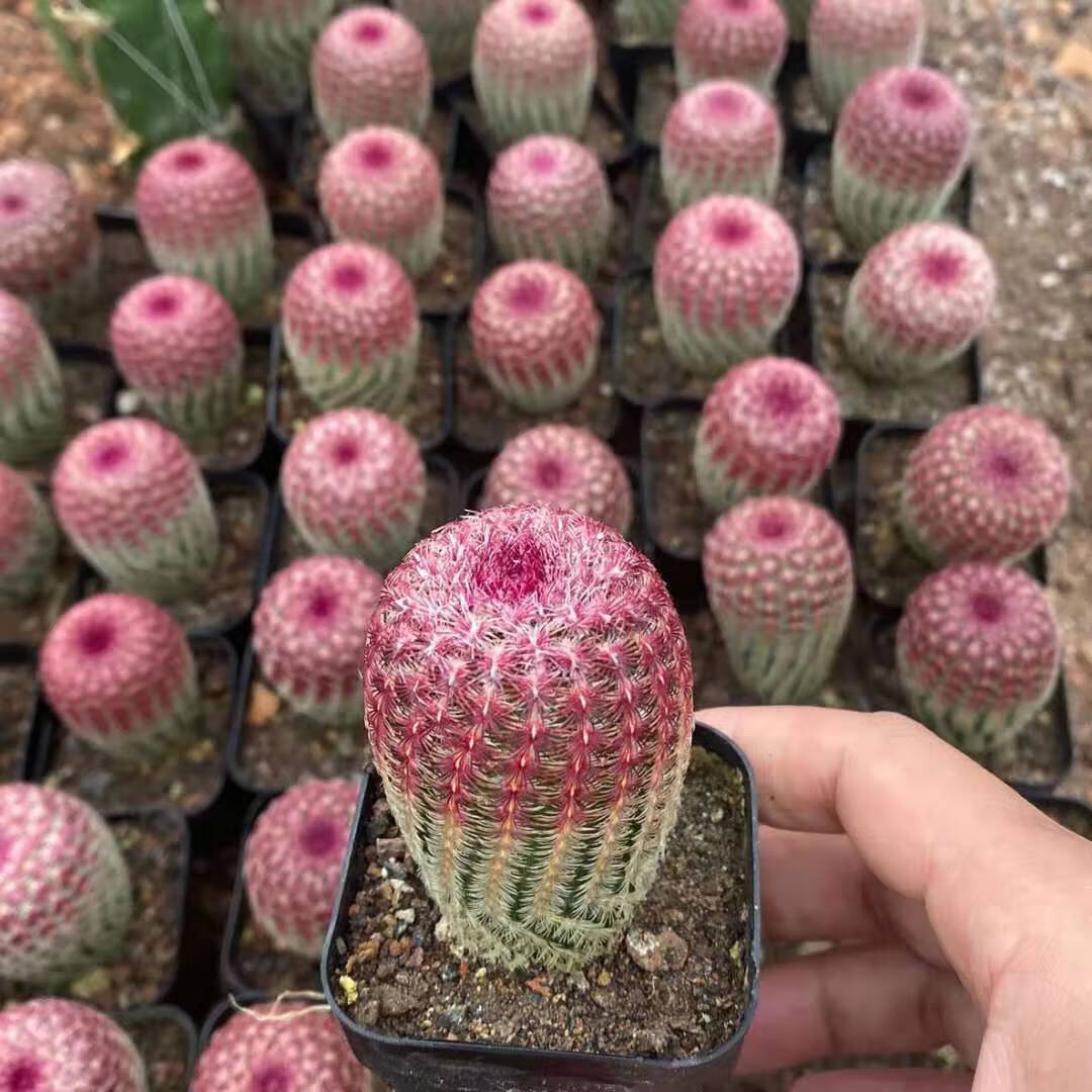 红太阳仙人球实生高级稀有多头仙人掌多肉植物室内盆栽防辐射 落地根