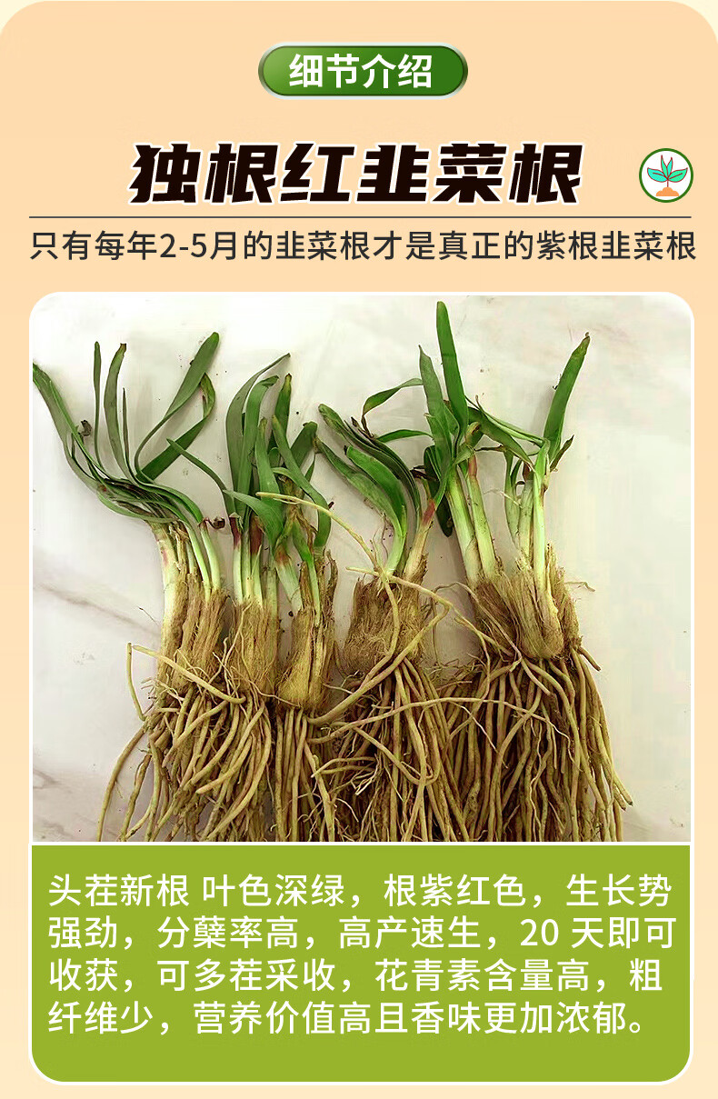 长耕韭菜根苗紫根现挖新红根韭菜根种籽苗盆栽阳台四季小叶蔬菜种子孑