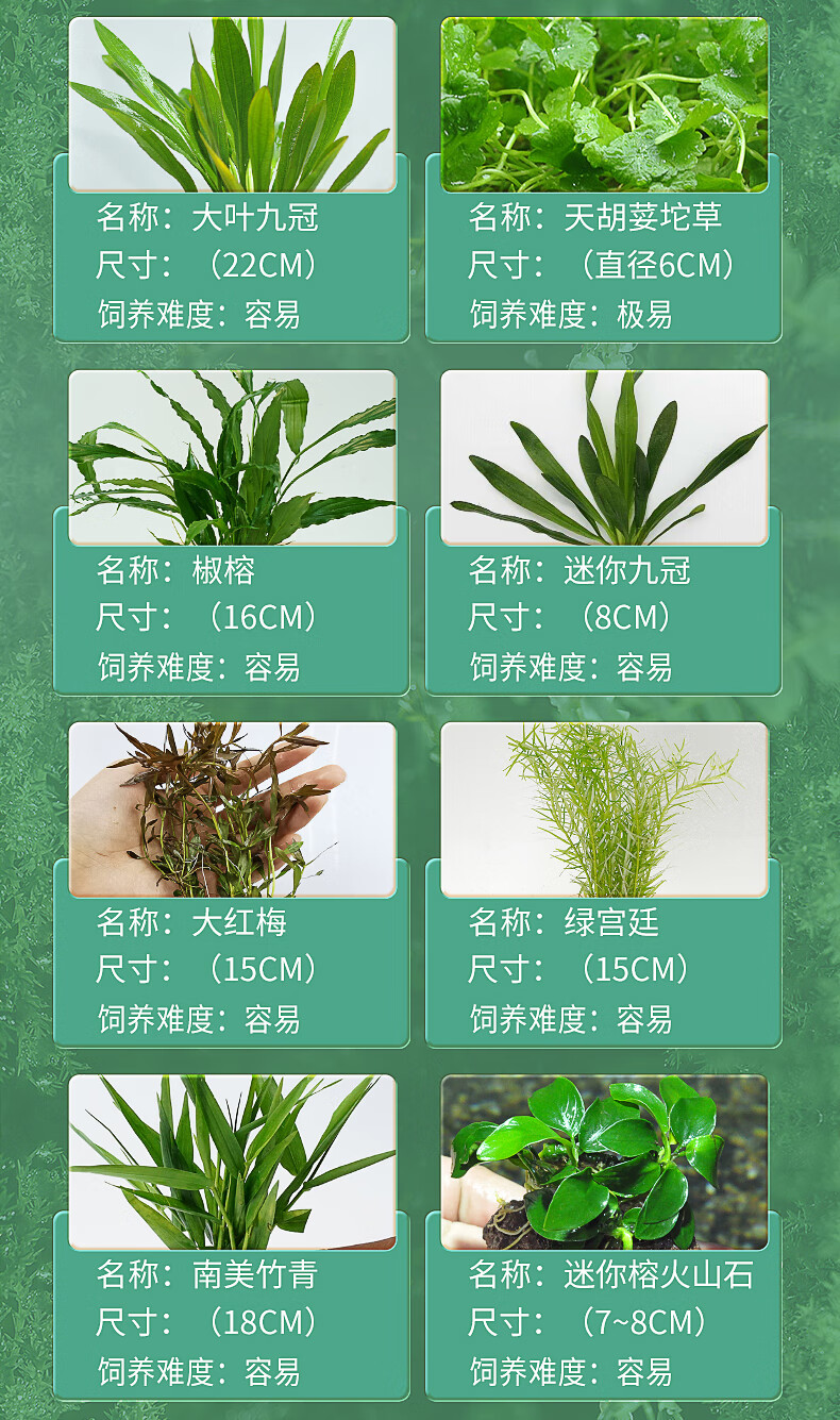 意牌yee鱼缸活体水草籽种子造景植物真草趴地矮珍珠懒人水榕沉木淡水