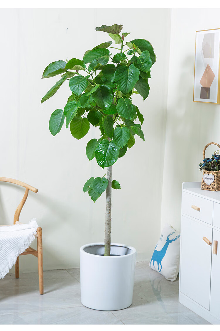 服装店爱心大叶片落地观叶植物盆栽花卉高150170cm含白菱形水泥盆含盆
