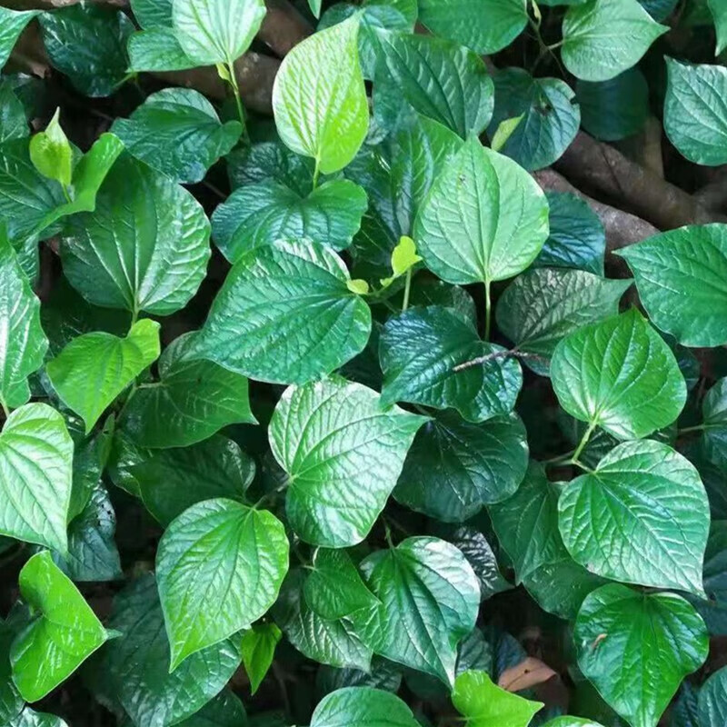 新蒌叶假蒌叶炒田螺哈喽叶饺子馅篓叶1斤