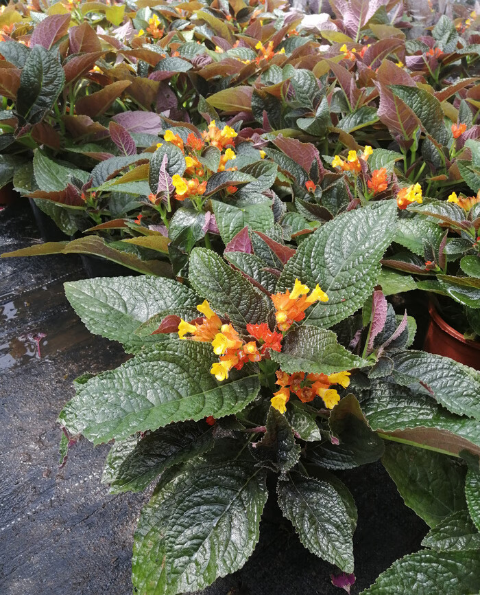 大花四季海棠盆栽带花玻璃翠大叶秋海棠花阳台庭院地栽景观花 四季