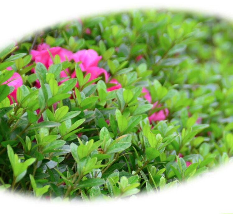 夏娟苗木树苗庭院园林绿化苗木花苗四季常绿毛杜鹃小苗工程苗夏娟一件