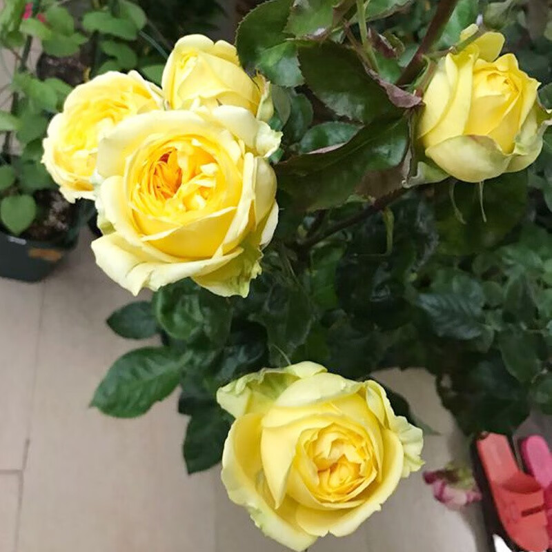 花仙知小黄鸡月季花大苗欧月阳台浓香特大花花卉绿植物室内庭院盆栽花