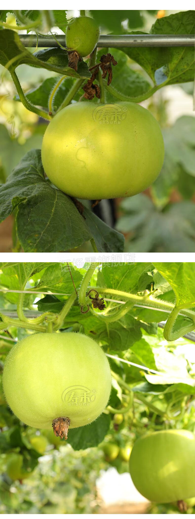 种籽蔬菜孑四季大迷你盆栽苗芋头香味东瓜秧正香冬瓜香芋冬瓜5粒简装