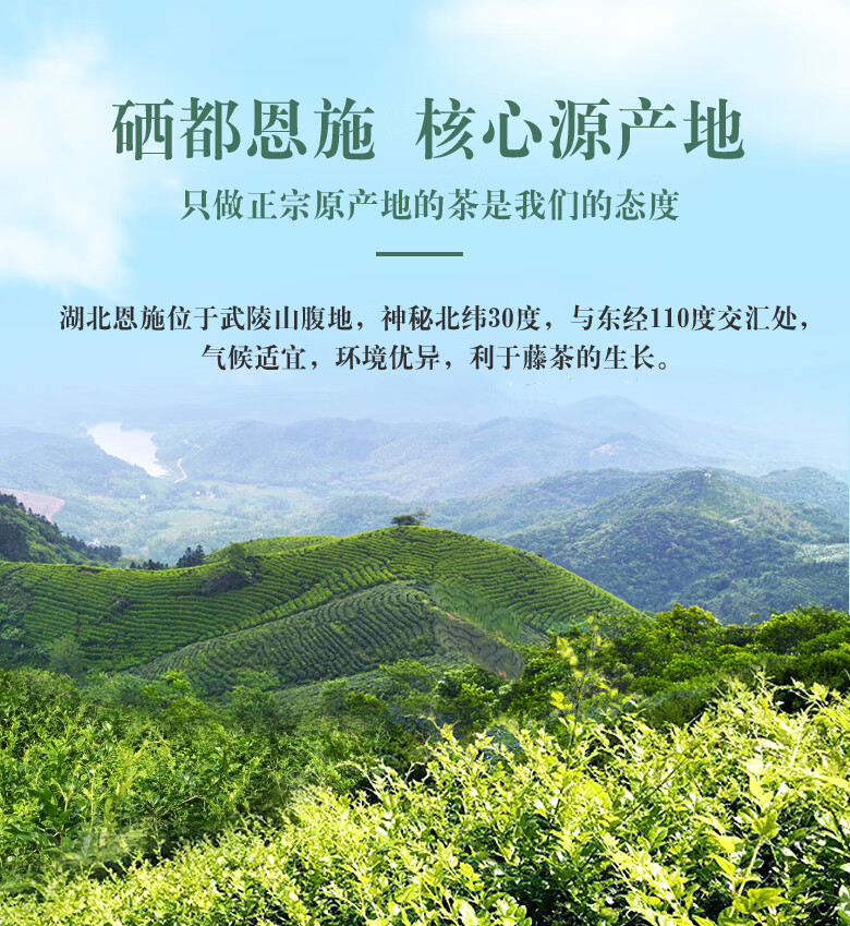 5折 野生恩施富硒龙须小嫩芽尖稀腾藤茶土家养生莓茶500g【图片 价格